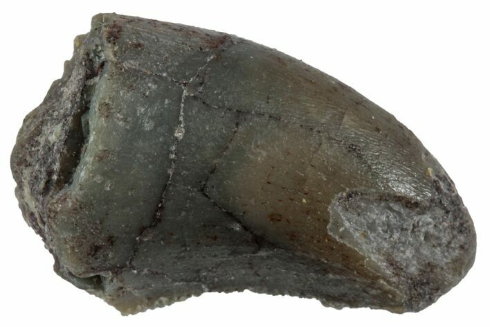 Serrated Megalosaurid (Marshosaurus) Tooth - Colorado #261672